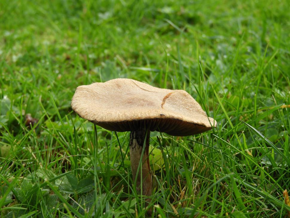 Free Image of One wild mushroom growing in a lawn  