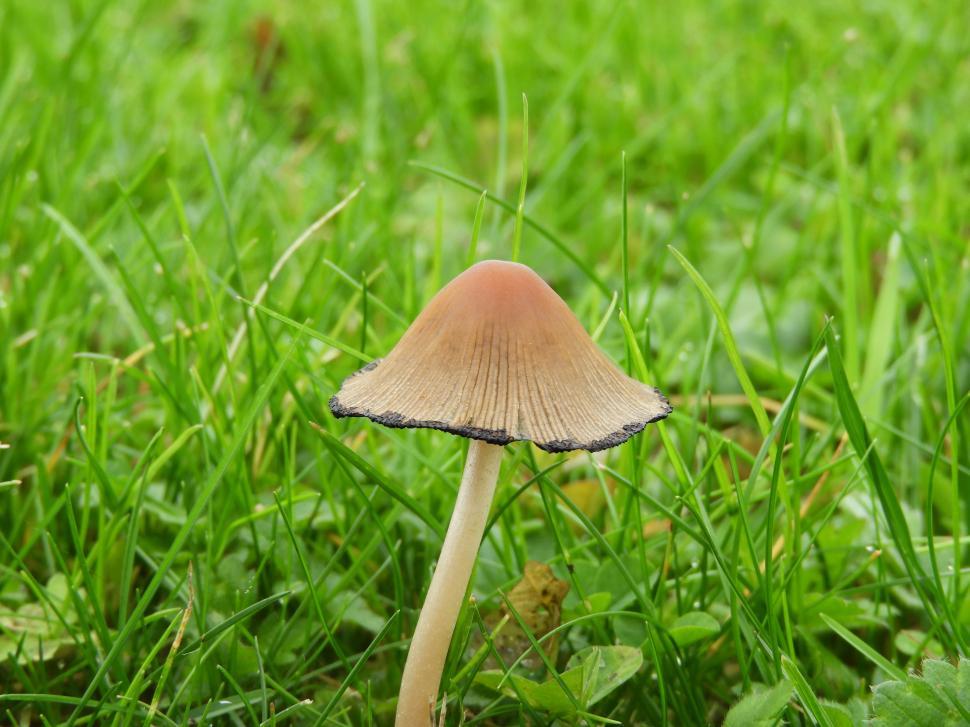 Free Image of Wild mushroom growing in a lawn  