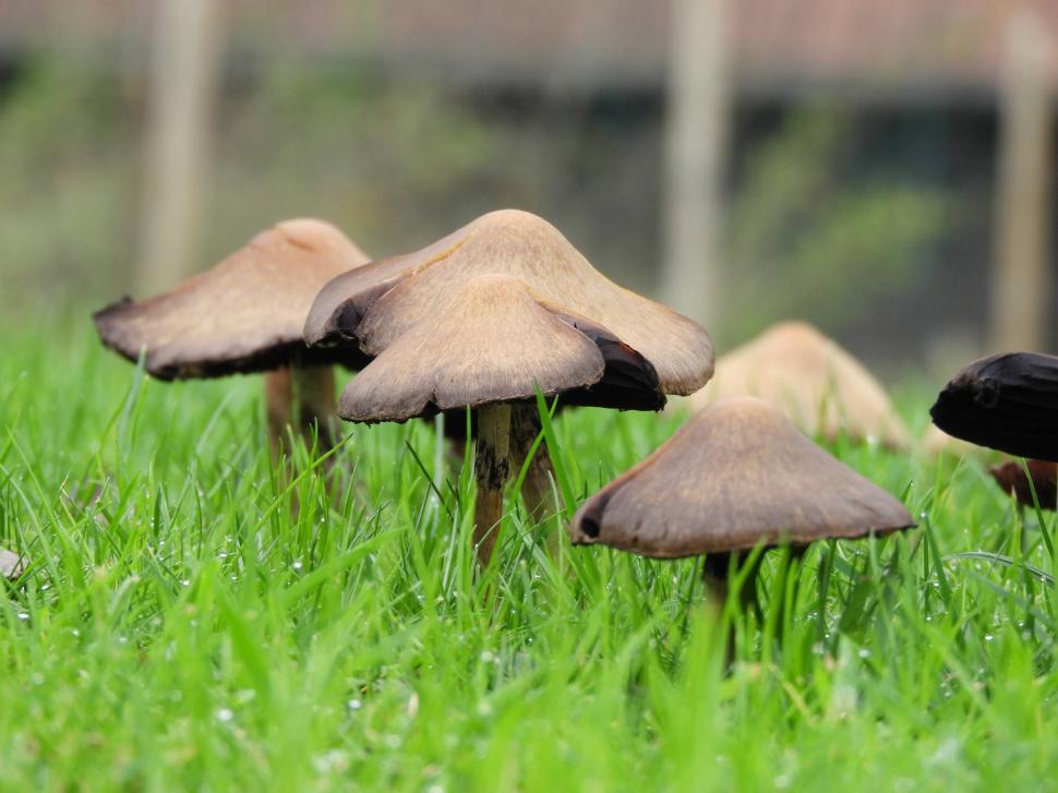 Free Image of Wild mushroom growing in grass  