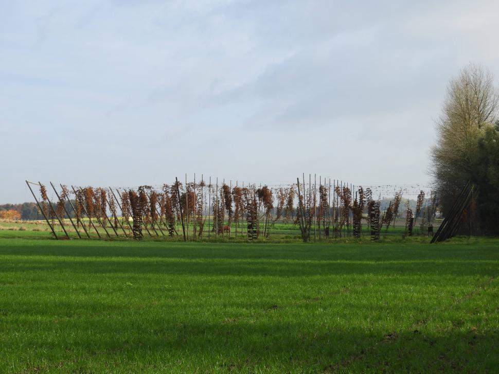 Free Image of Hop field in autumn  
