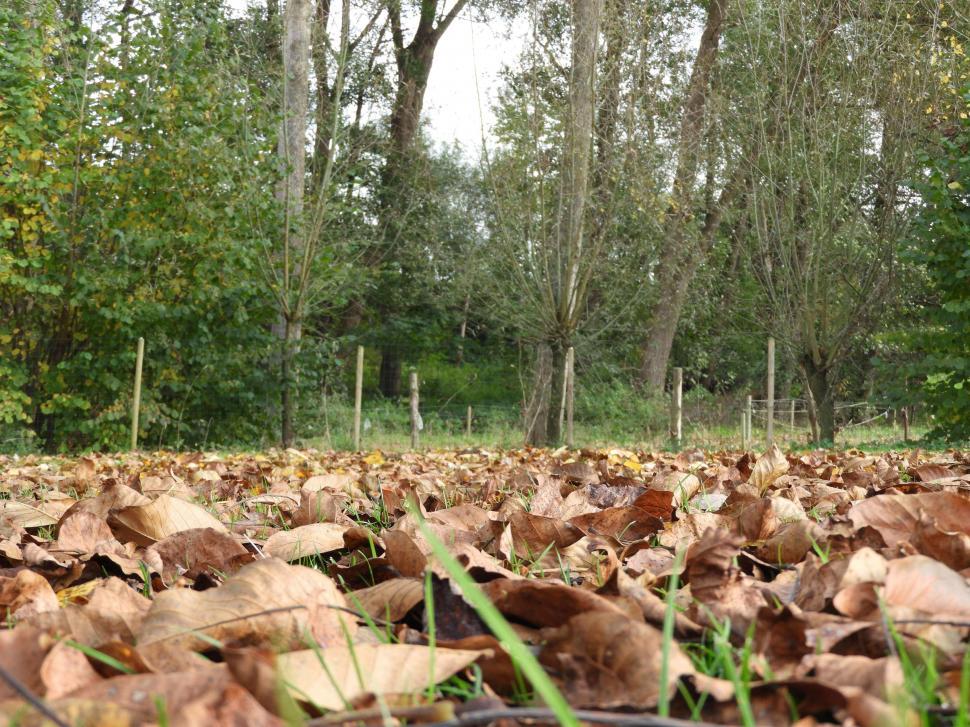 Free Image of Lawn filled with leaves in autumn  