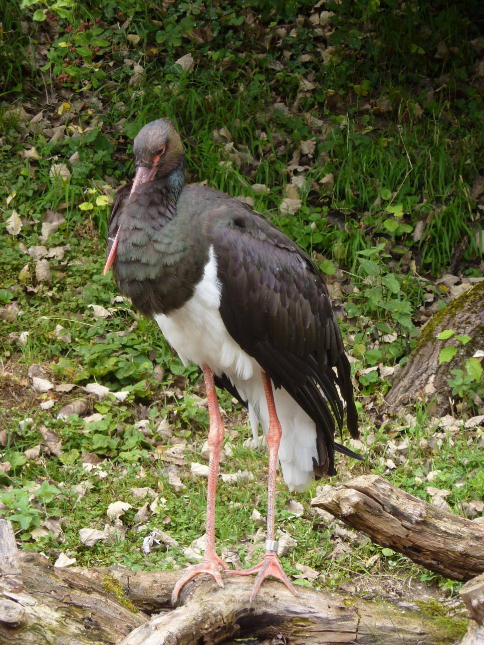 Free Image of Black stork  