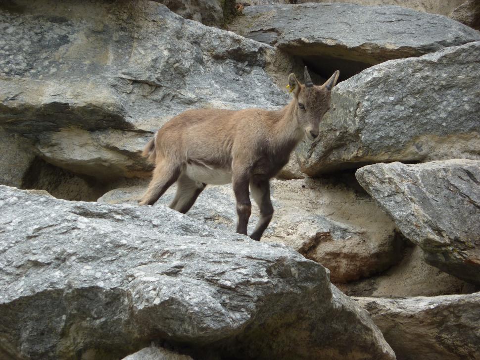 Free Image of Baby ibex  