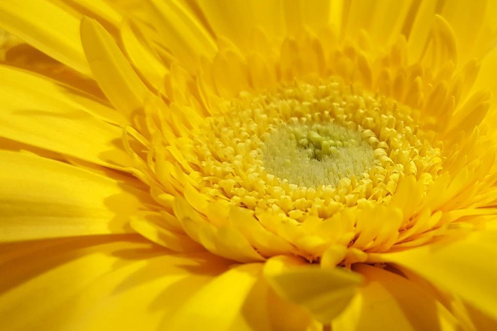 Free Image of Yellow Flower Closeup 