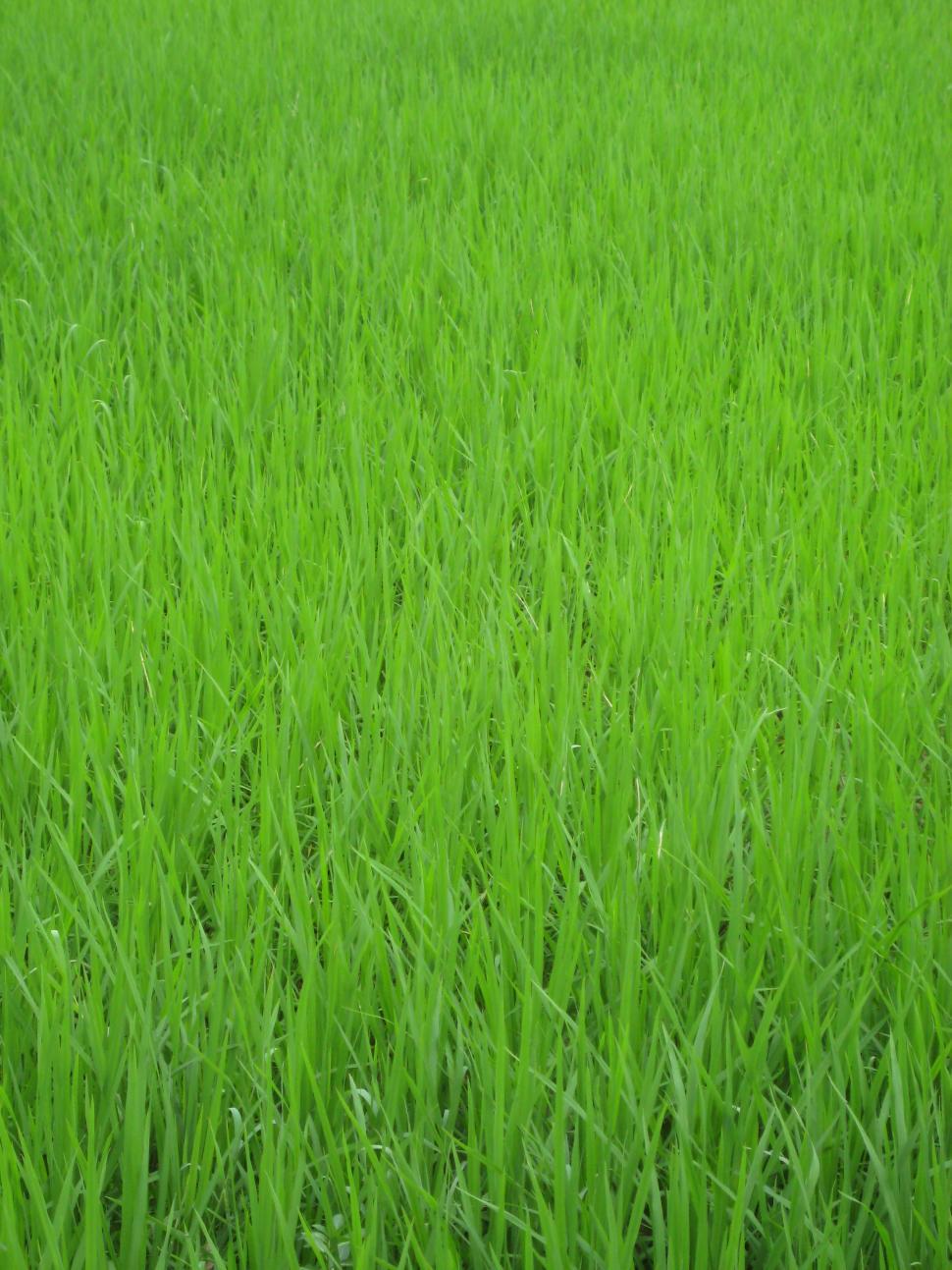 Free Image of Green grass  Paddy field 