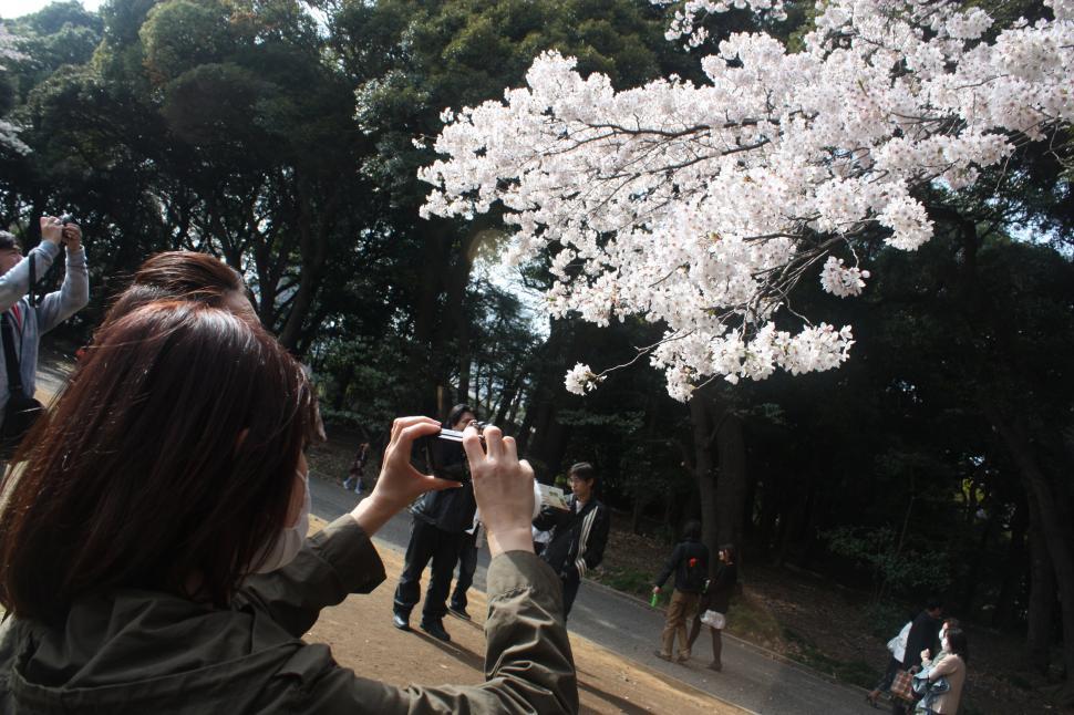 Free Image of Japanese woman with cherry blossoms 