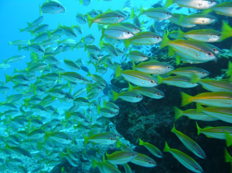 Free Image of School of yellow and silver fishes 