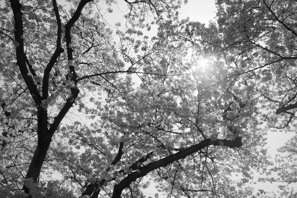 Free Image of Sakura tree and shining sun 