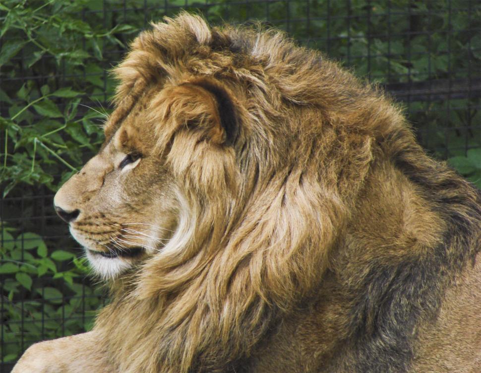 Free Image of Lion Profile 