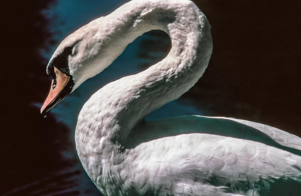 Free Image of Close - up of Swan 