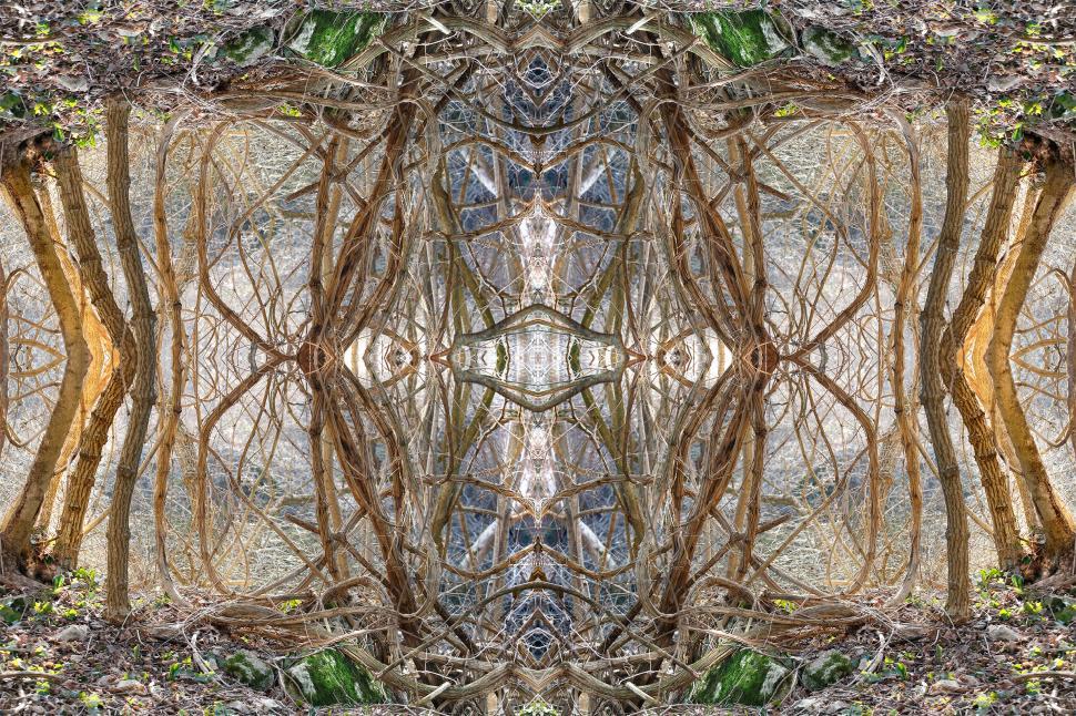 Free Image of Mirrored Magic Forest 