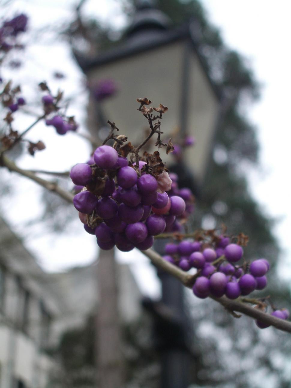 Free Image of Berries and lantern 
