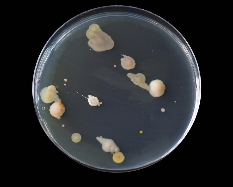 Download Free Stock Photo of Bacteria on an agar plate 