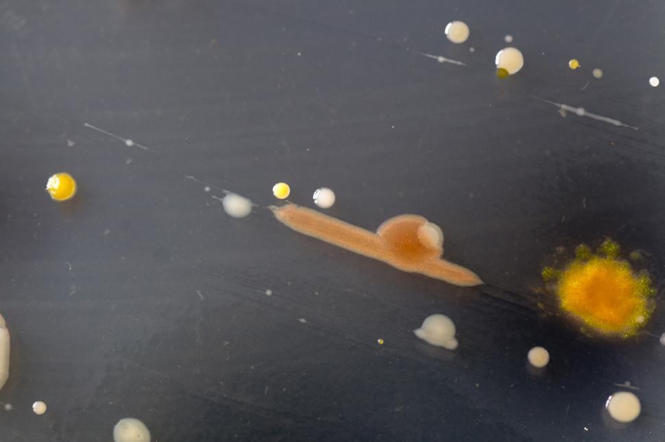 Free Image of Bacteria growing on a perti dish. 
