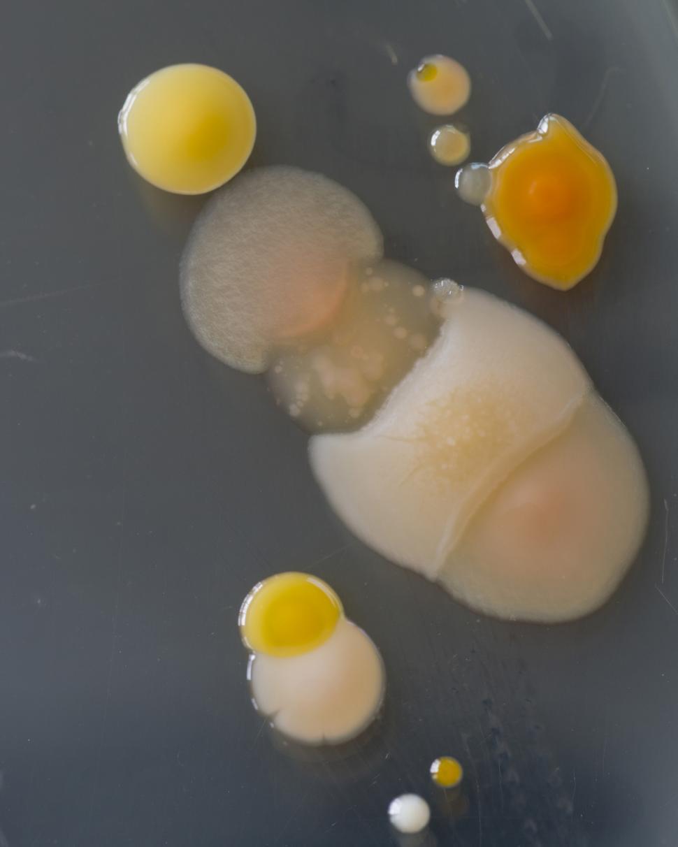 Free Image of Bacteria growing on a perti dish. 