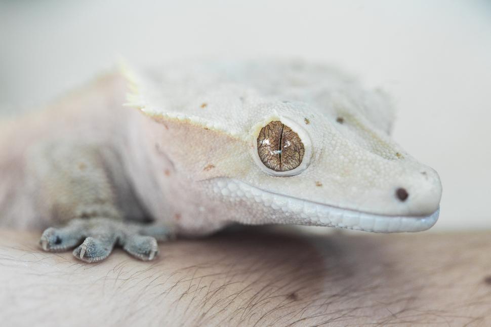 Free Image of Crested Gecko 