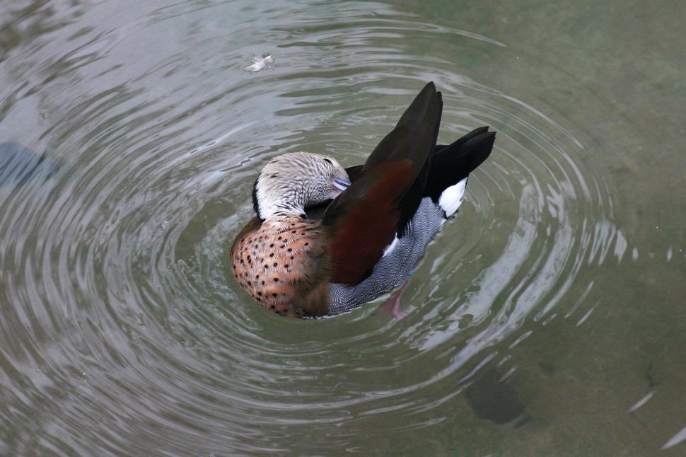 Free Image of duck water feather preen bird bill ripple swim 