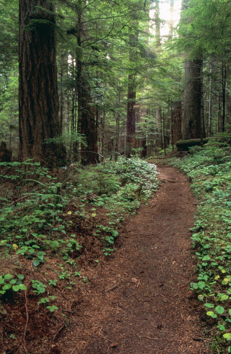 Free Image of Forest Trail 