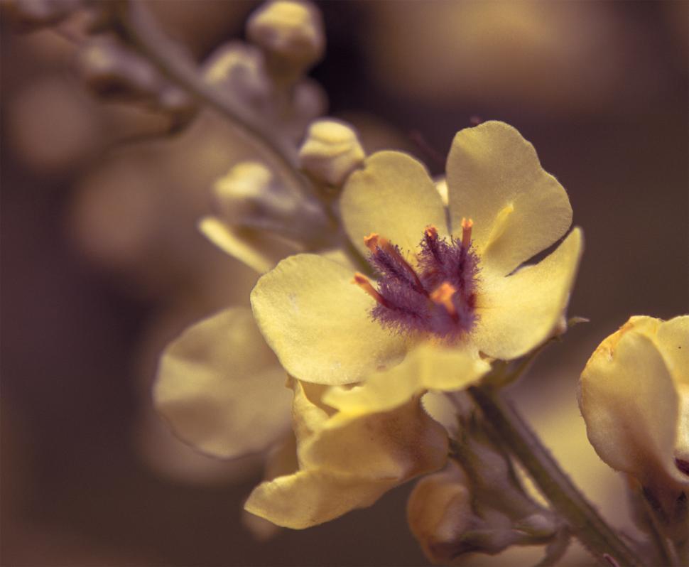 Free Image of Yellow flower   