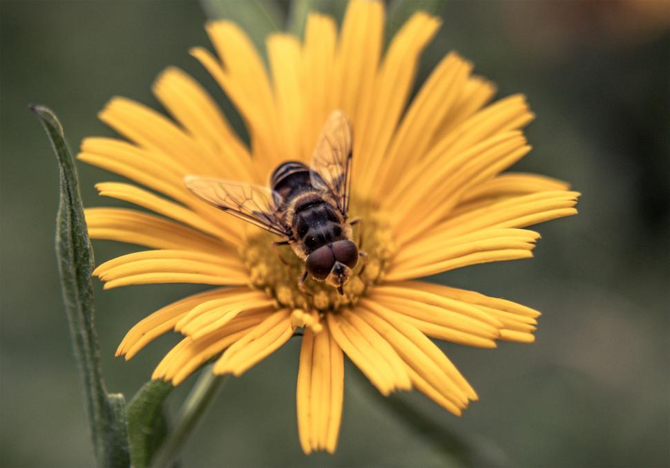 Free Image of Bee on a flower  