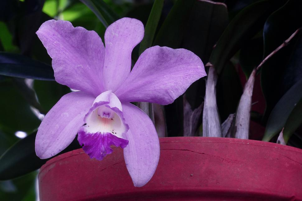 Free Image of Purple Violet Orchid Flower 