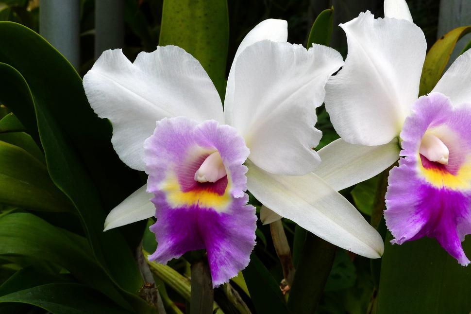 Free Image of White Orchid Flowers 