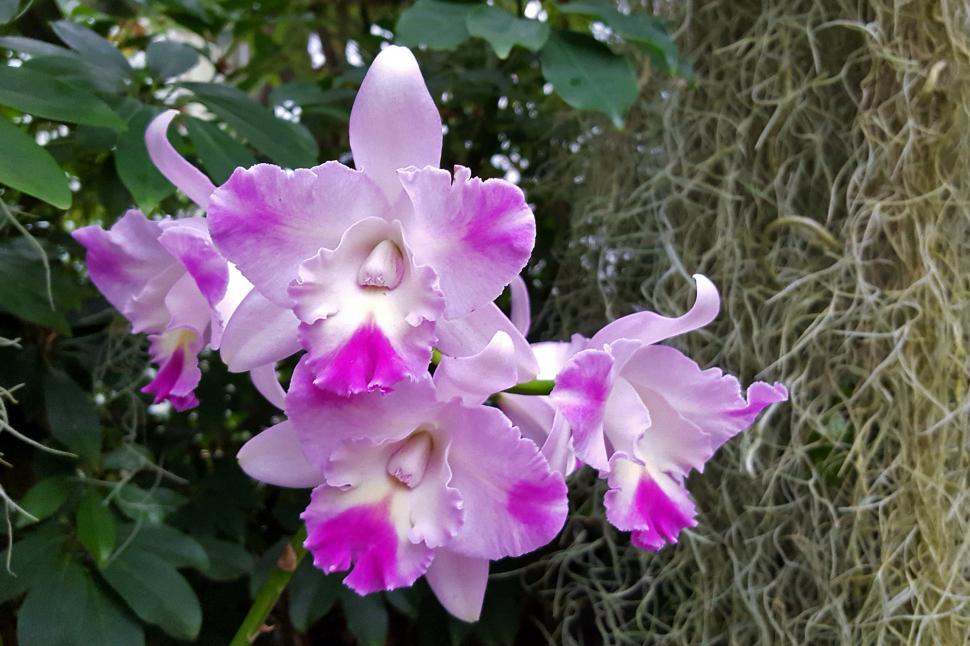Free Image of Pink Orchid Flowers 