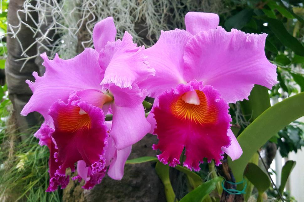 Free Image of Pink Orchid Flowers 