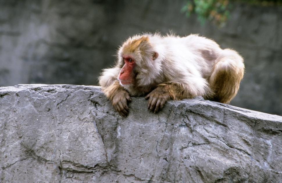Free Image of Japanese macaque 