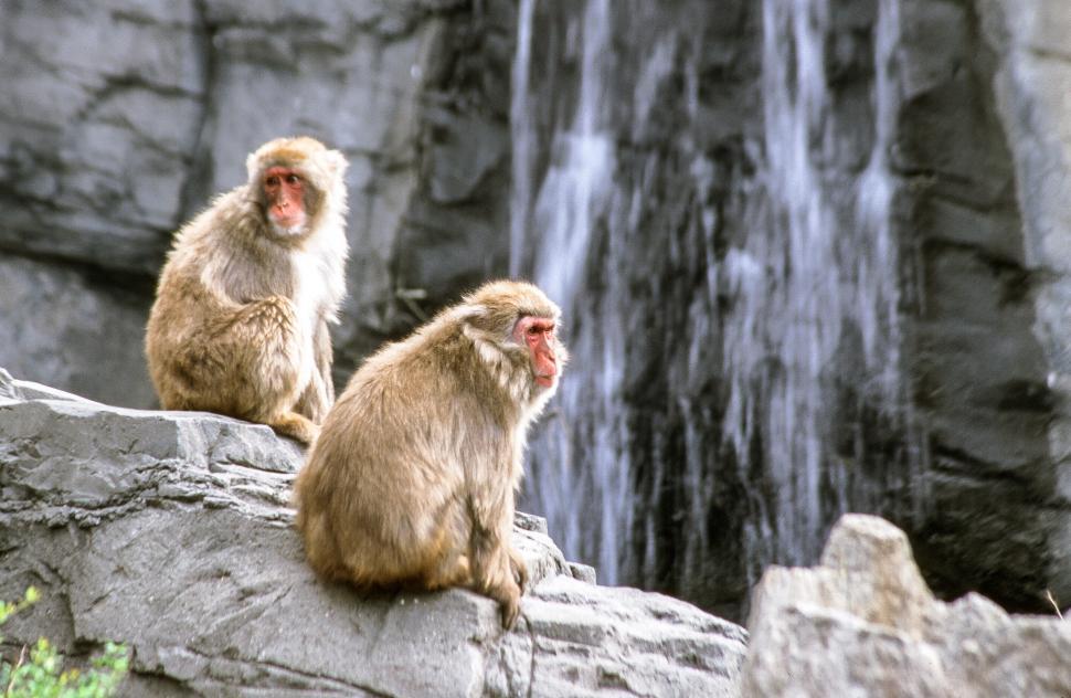 Free Image of Two Japanese macaques 