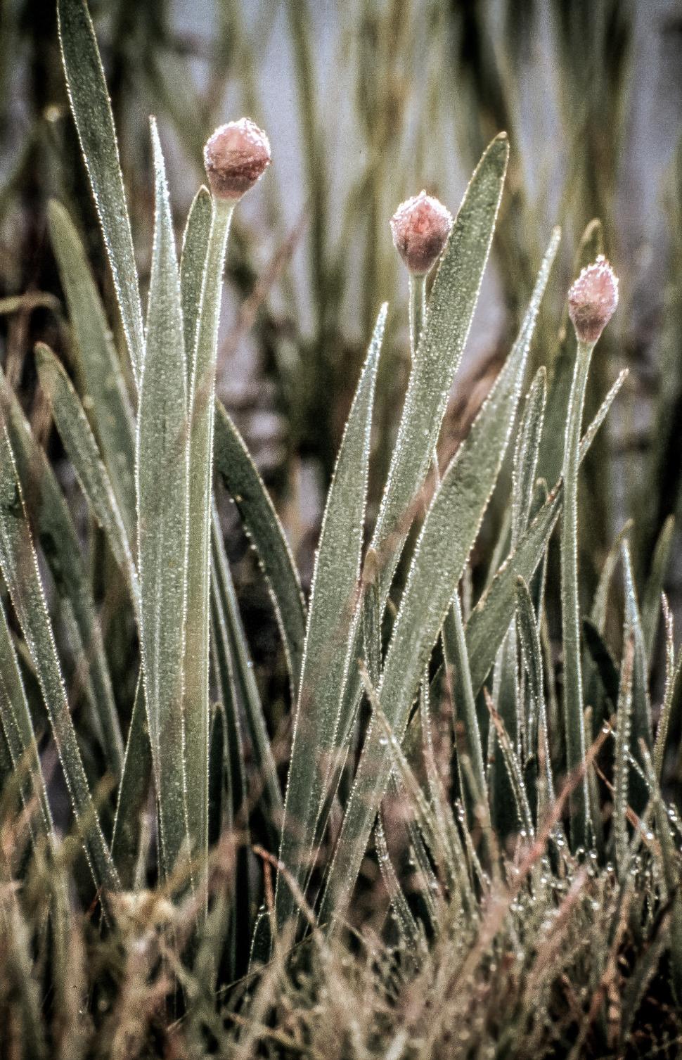 Free Image of Flower Buds 