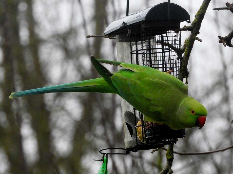 Free Image of Rose-ringed parakeet  