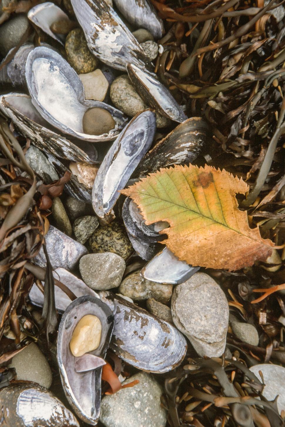 Free Image of Seashells and rock stone 