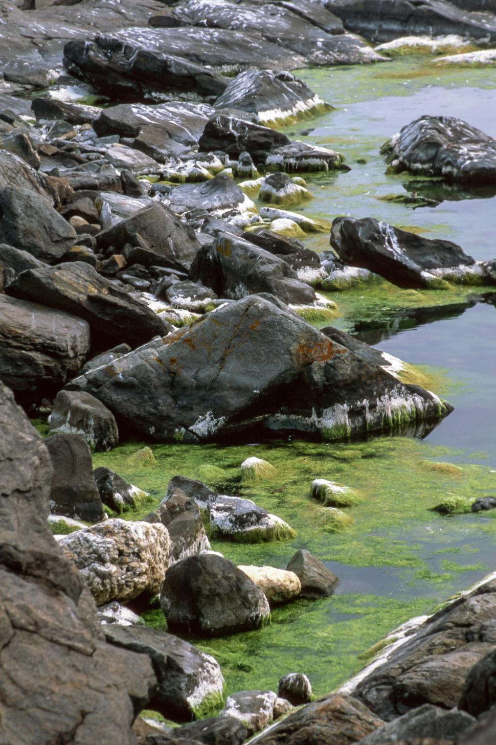 Free Image of Rocky Shore and algae 