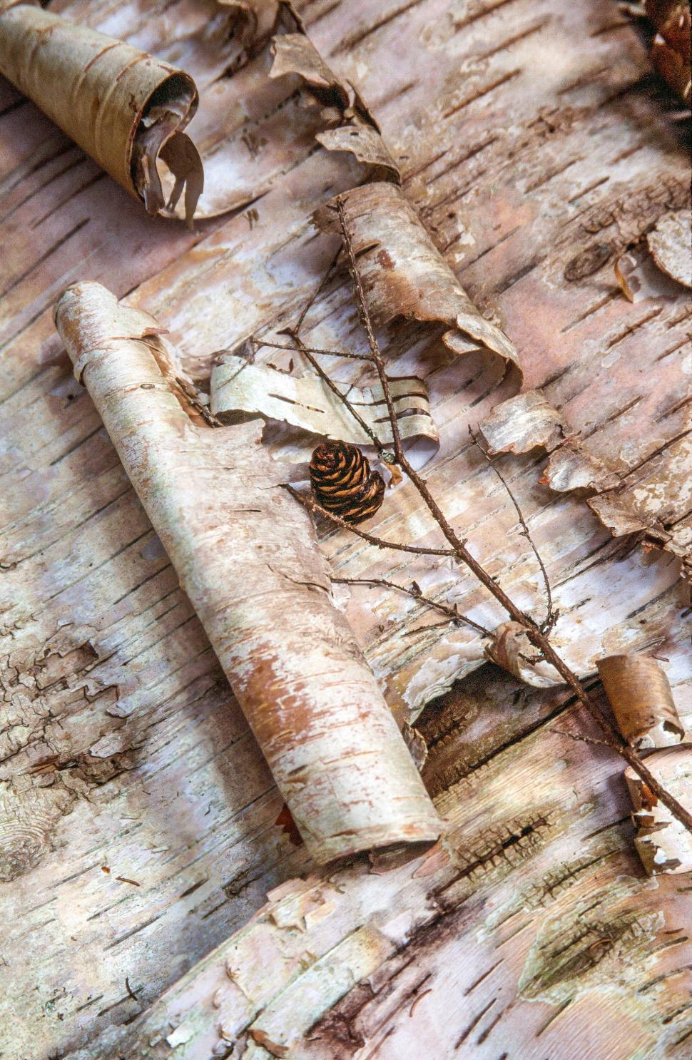 Free Image of Tree Flake - Birch Bark 