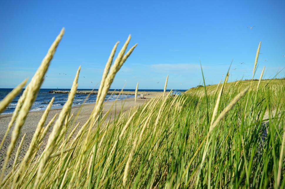 Free Image of Green grass close-up on a sand dune near the beach on the Baltic Sea 