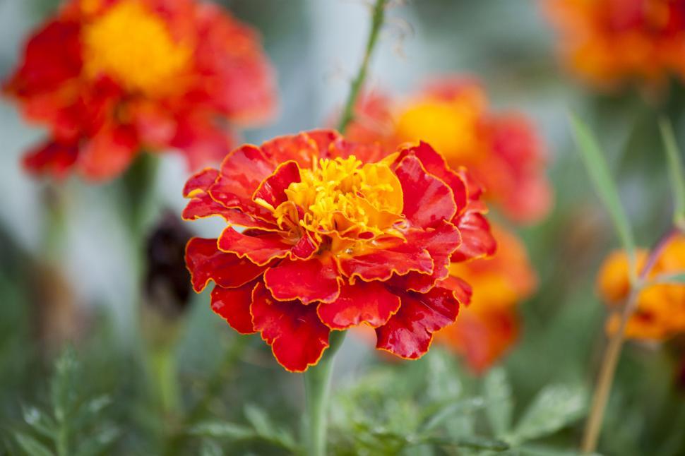 Free Image of Red flower 