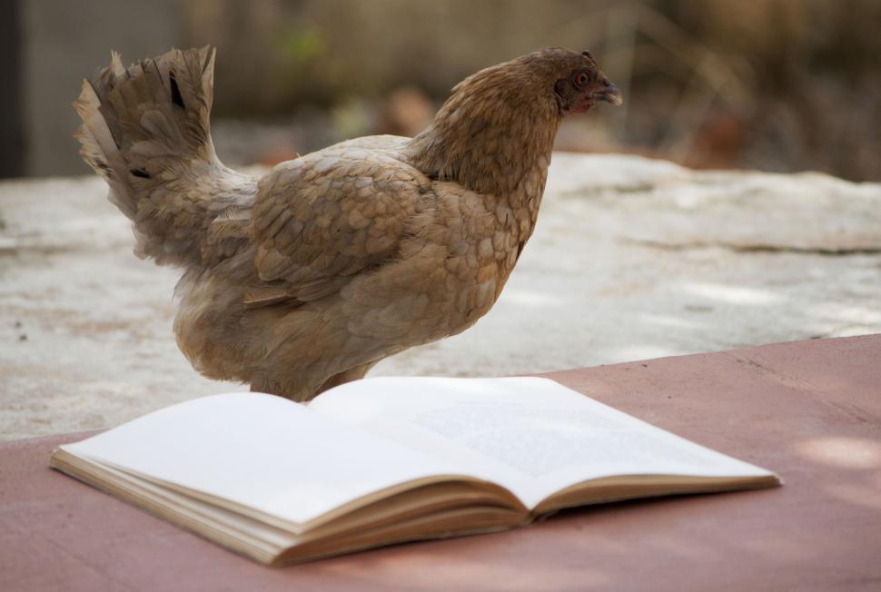 Download Free Stock Photo of Chicken reading a book 