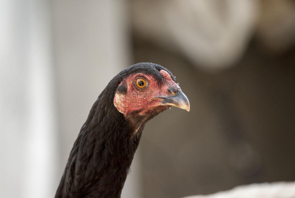 Free Image of Another suspicious looking chicken 