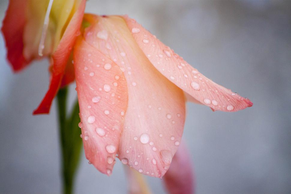 Free Image of Salmon colored flower with rain drops 