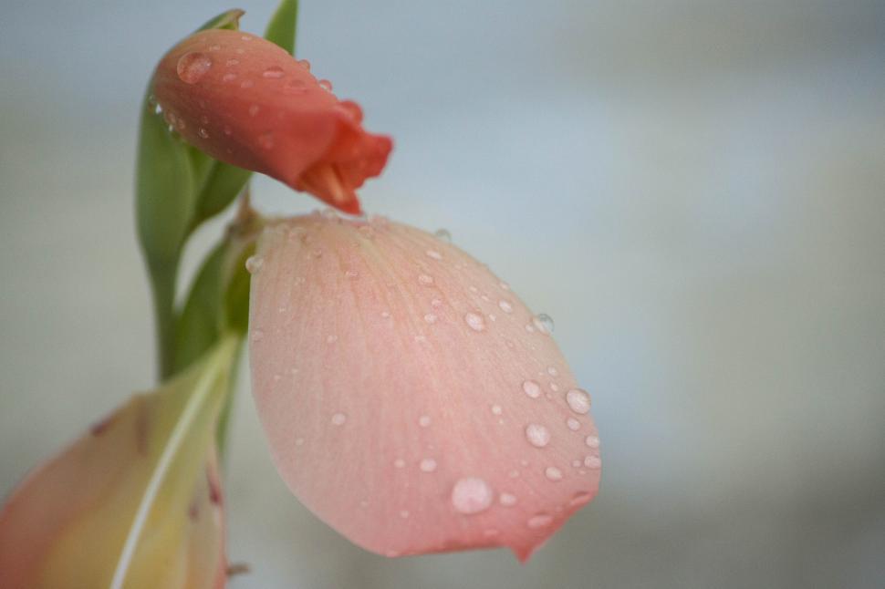 Free Image of Red and salmon petaled flower with rain drops 