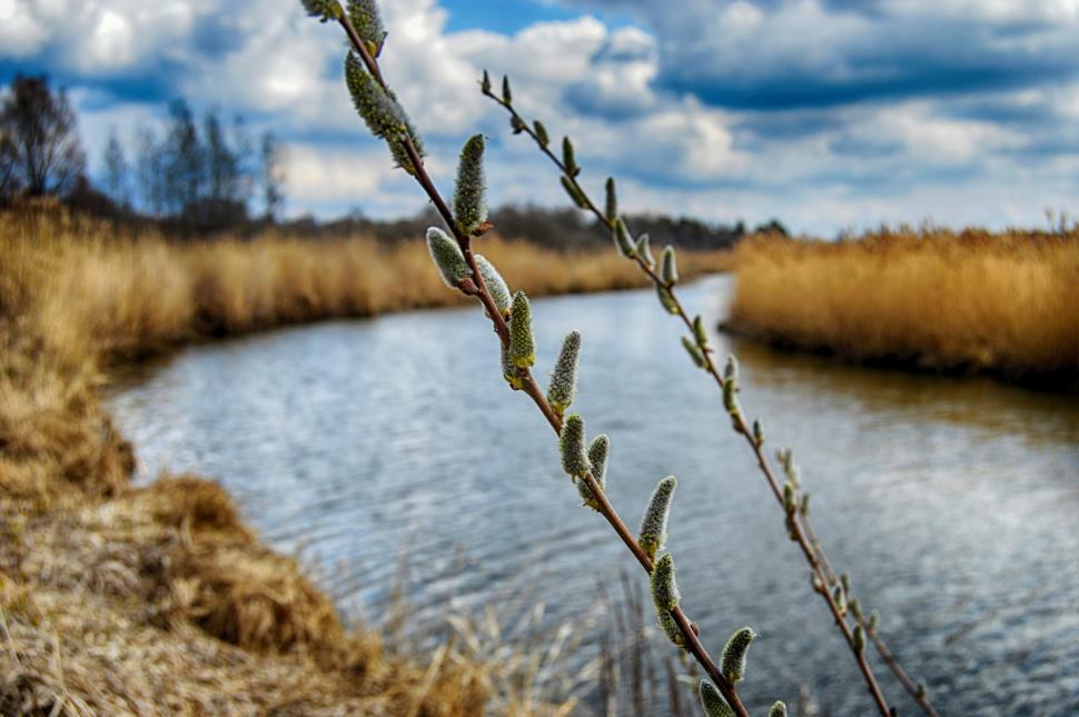 Free Image of Blossoming willow in the spring on a background of the river with banks overgrown with reeds 