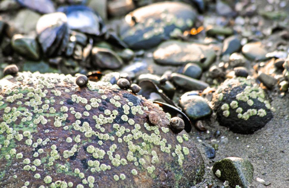 Download Free Stock Photo of Barnacles 