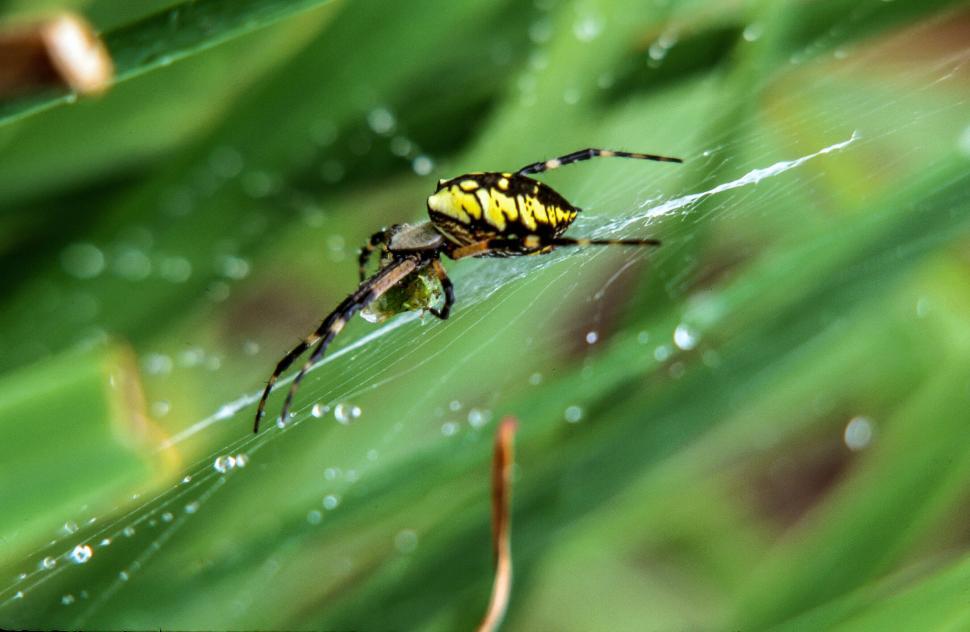 Free Image of Black And Yellow Spider 