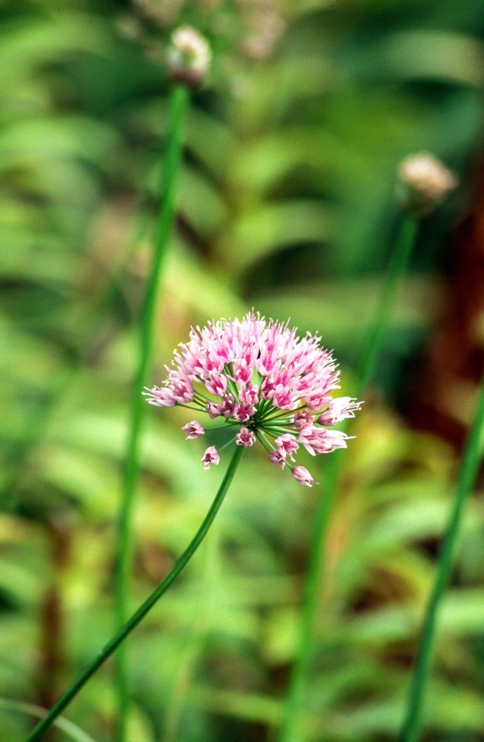 Free Image of Pink Clover Flower 