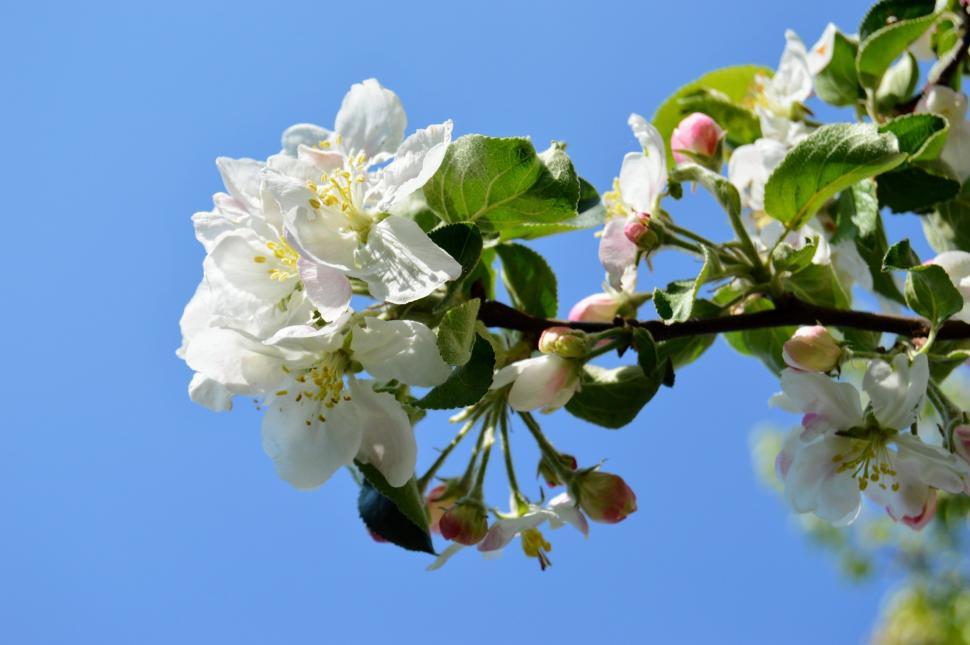 Free Image of Flowering apple close-up on a background of blue sky 