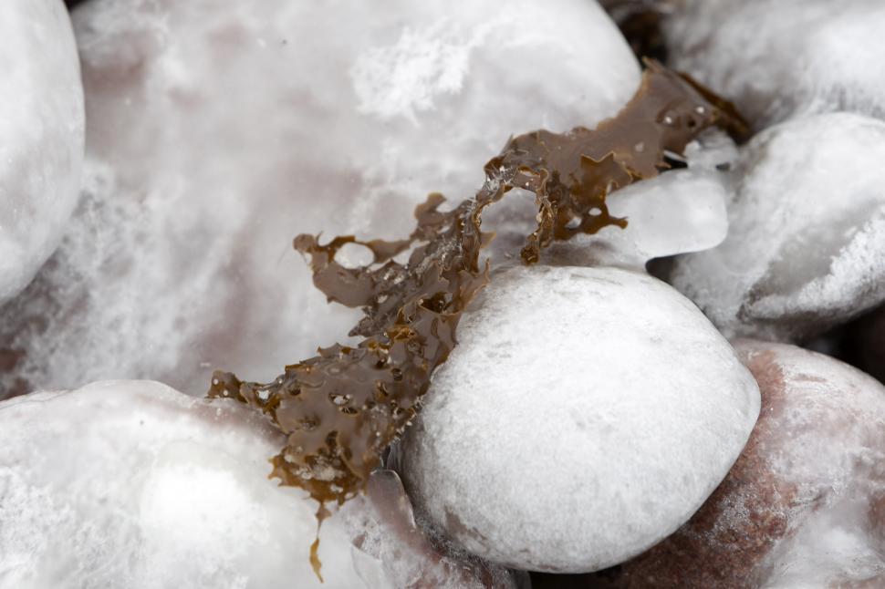 Free Image of Kelp in winter 