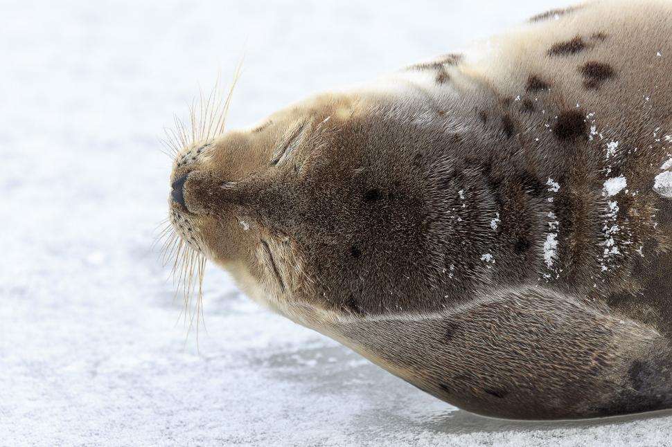 Free Image of Young Harp Seal Close-up 