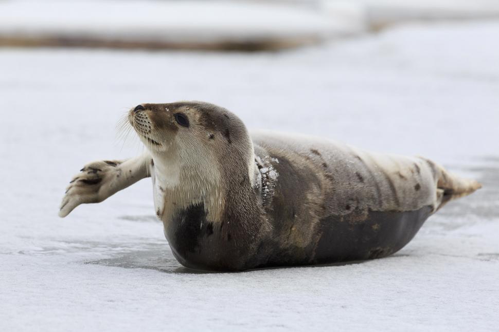 Free Image of Harp Seal with Flipper out 