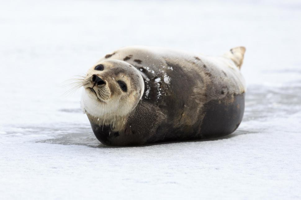 Free Image of harp seal 